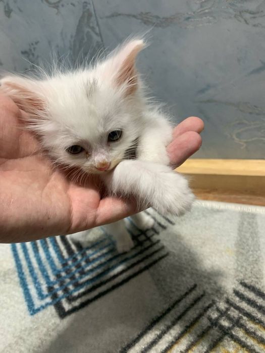 Отдам в хорошие руки белый котёнок