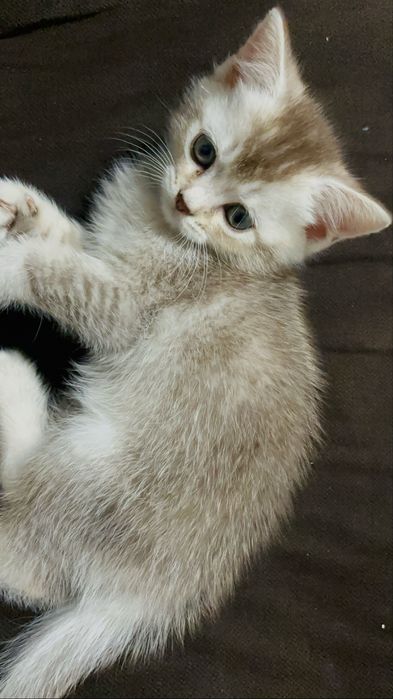 Шотландский котик