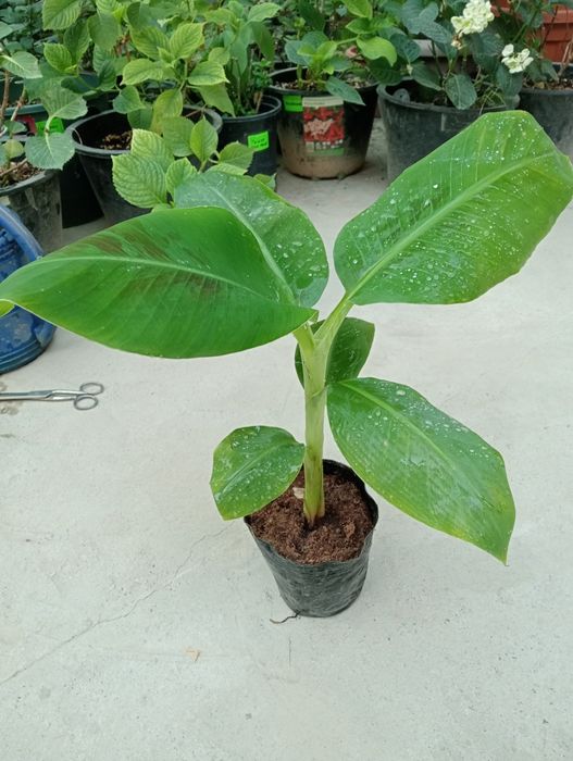 Банан кучатлари карлик сорт кавендиш