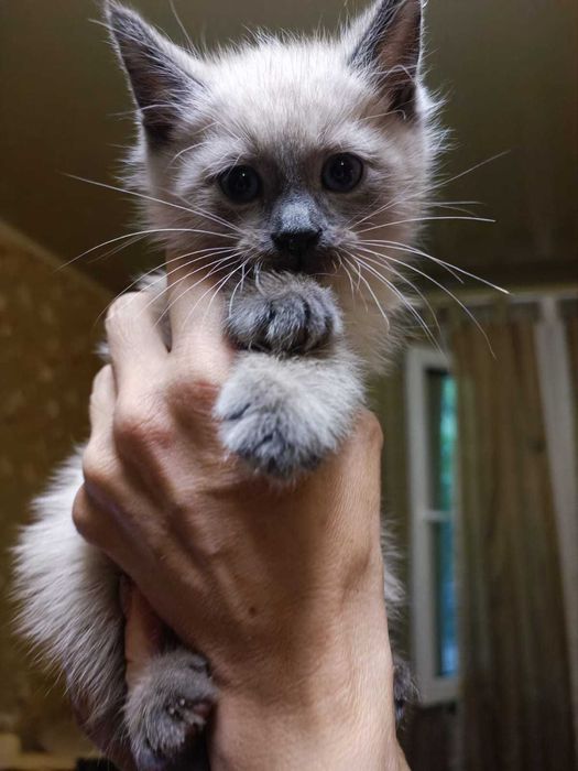 Котята, миленькие