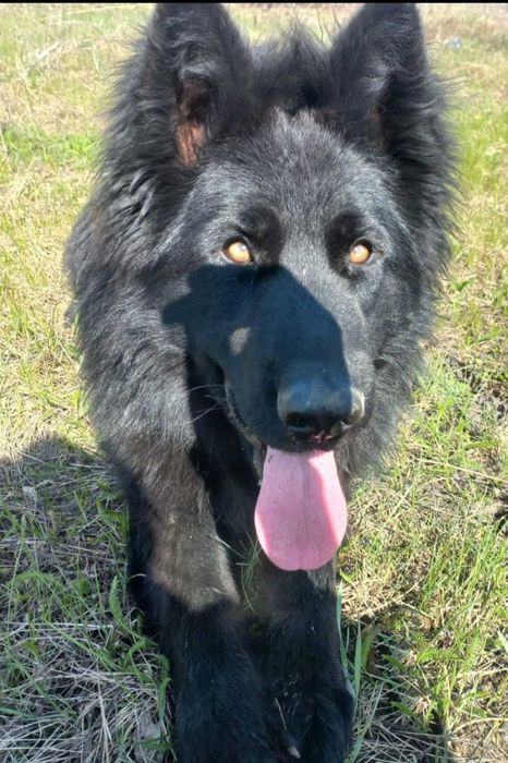 Немецкая овчарка щеночки чёрные