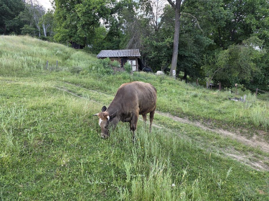 Vaca de vanzare GESTANTA