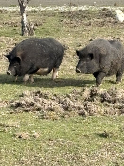 Продават се Виетнамски прасета 50€ броя малки и 150€големите