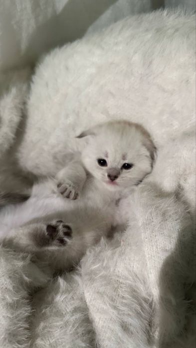 шотландский котенок