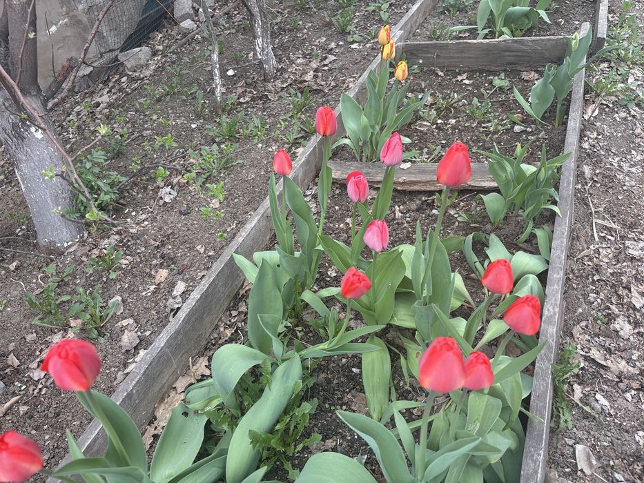 Продам тюльпаны