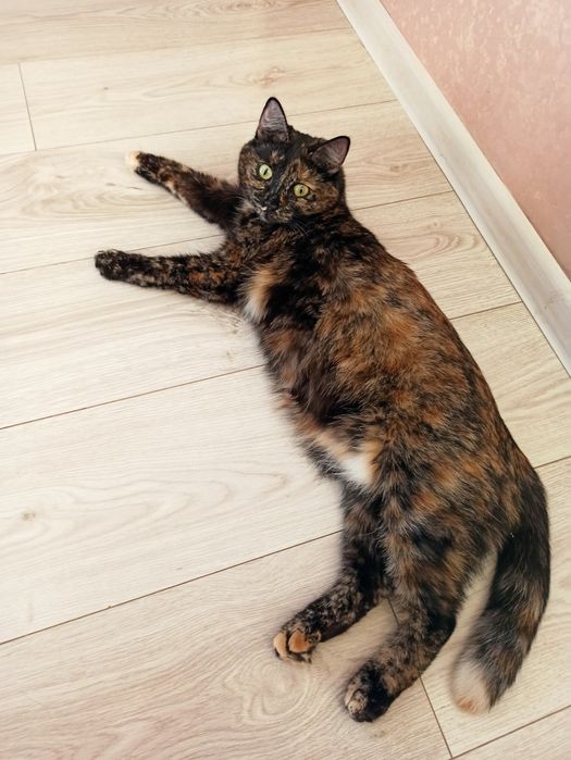 Сонечка в добрые руки