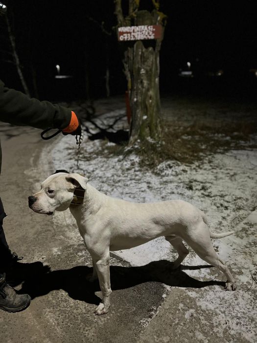 Dogo Argentino / Dog Argentinian de vanzare