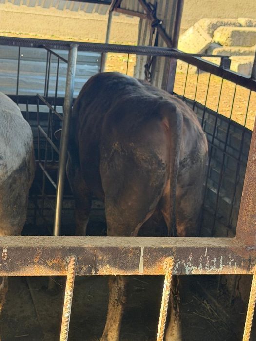 Продам быков откормленых