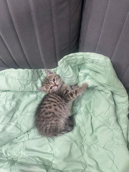 Котёнок девочка 2.5 мес