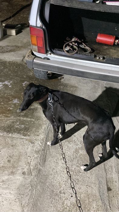 Грейхаунд самка рабочая