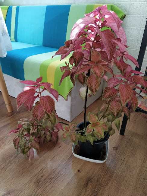 стайни растения + отстъпка