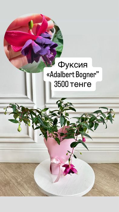 Цветы на 1 сентября