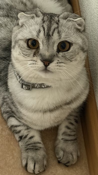 Отдам котика мальчика в добрые ручки