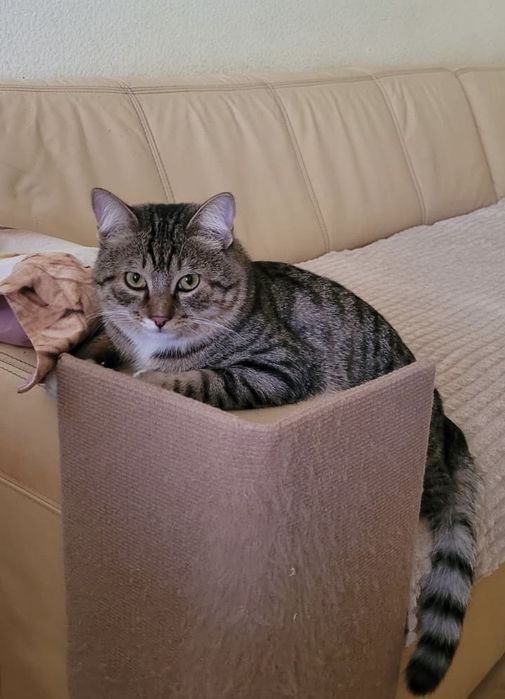 Потерялся кот, помогите найти