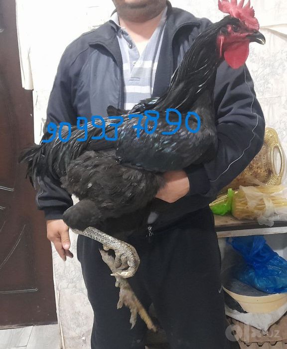 Қора шахзода товуқ ва хўроз