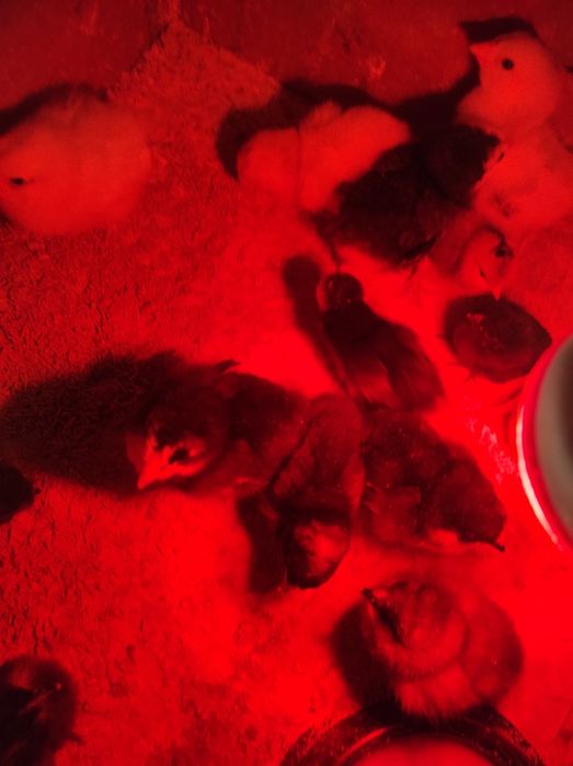 Брамо жужалар сотилади