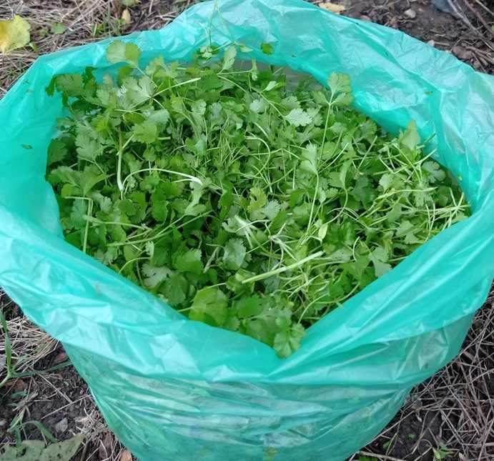 coriandru fresh tot anul incepand cu luna mai