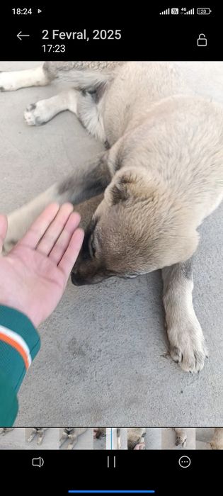 Alabay bolasi sotiladi