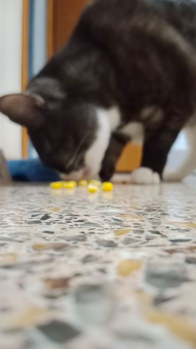 Отдам кота бесплатно