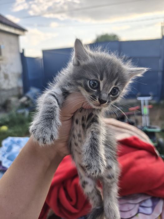 Отдам котят в добрые руки
