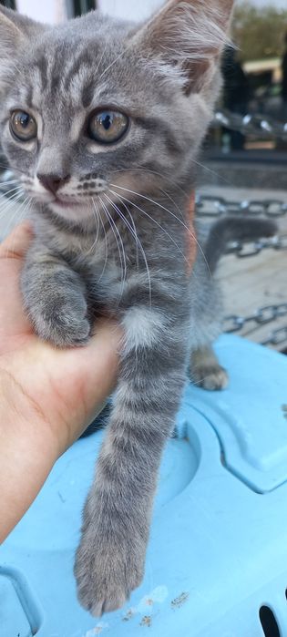 Отдам даром котика и кошечку