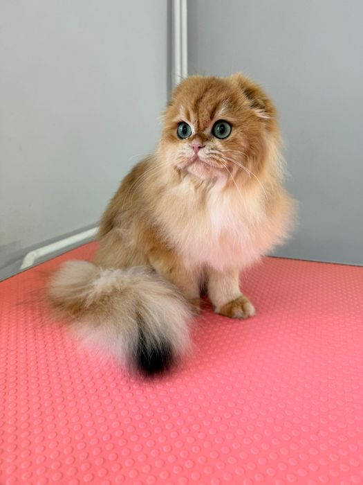 Золотая шиншилла