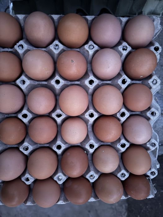 Домашни яйца , пресни