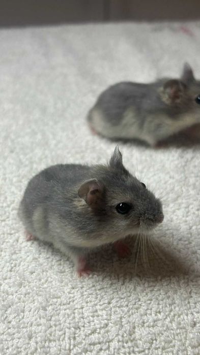 Джунгарские хомяки