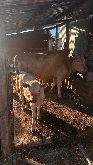 Корова с телёнком