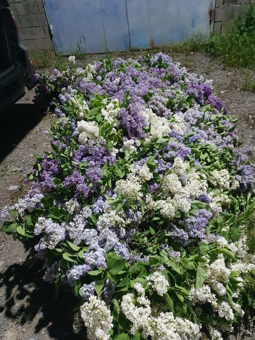 Сирень оптом Сирень