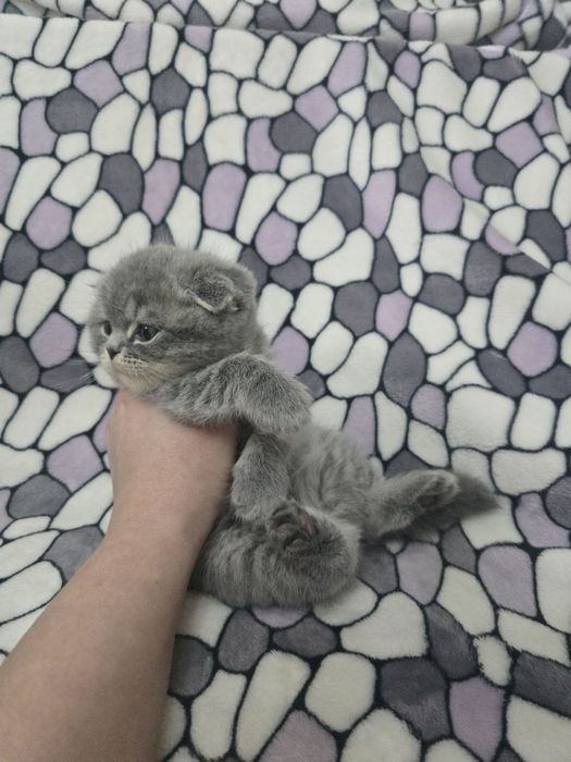 Продам котят порода скотиш фолд