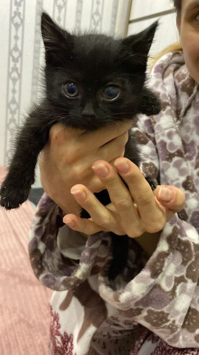 Котята ищют дом срочно