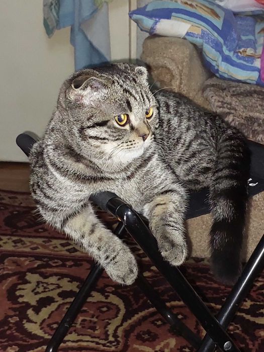 Взрослый породистый шотландский кот