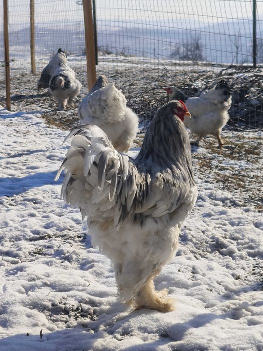 Brahma HD, Porțelan,Albastru,Splash