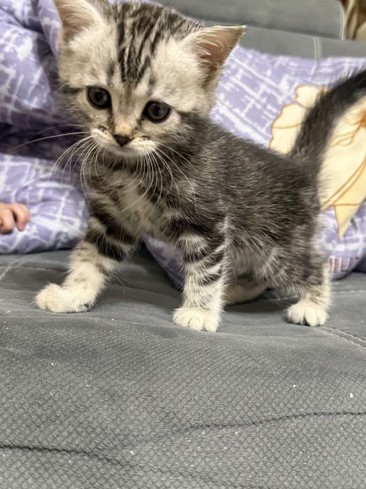 Шатланский котенок