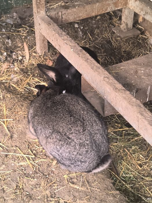 Iepuri comuni de casă