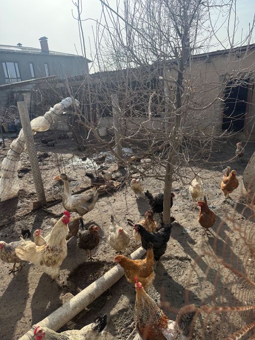 Продаются домашние куры