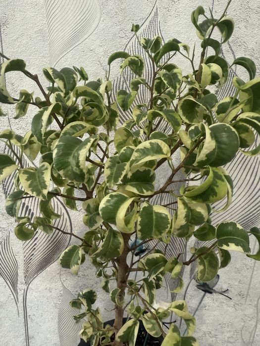 Продам фикусы разные