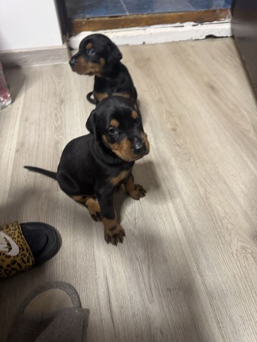 Dobermani pui de vanzare