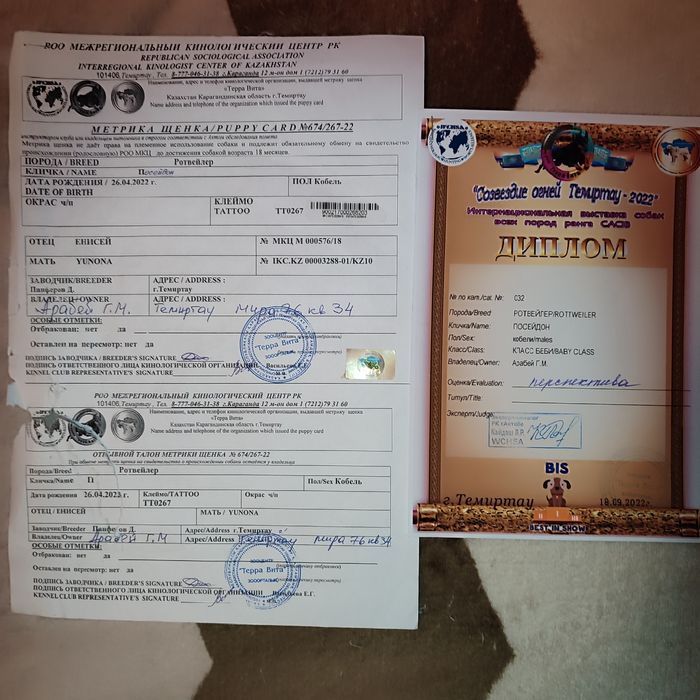 Нужна невеста ротвейлер