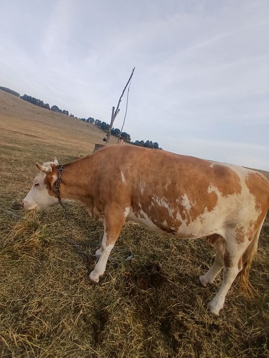 Vaca de vanzare de 8 ani