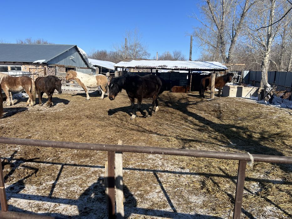 Кабылы жеребые дойные