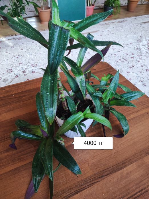 Комнатные растения