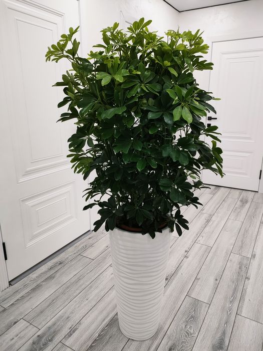 Фикусы. Есть доставка