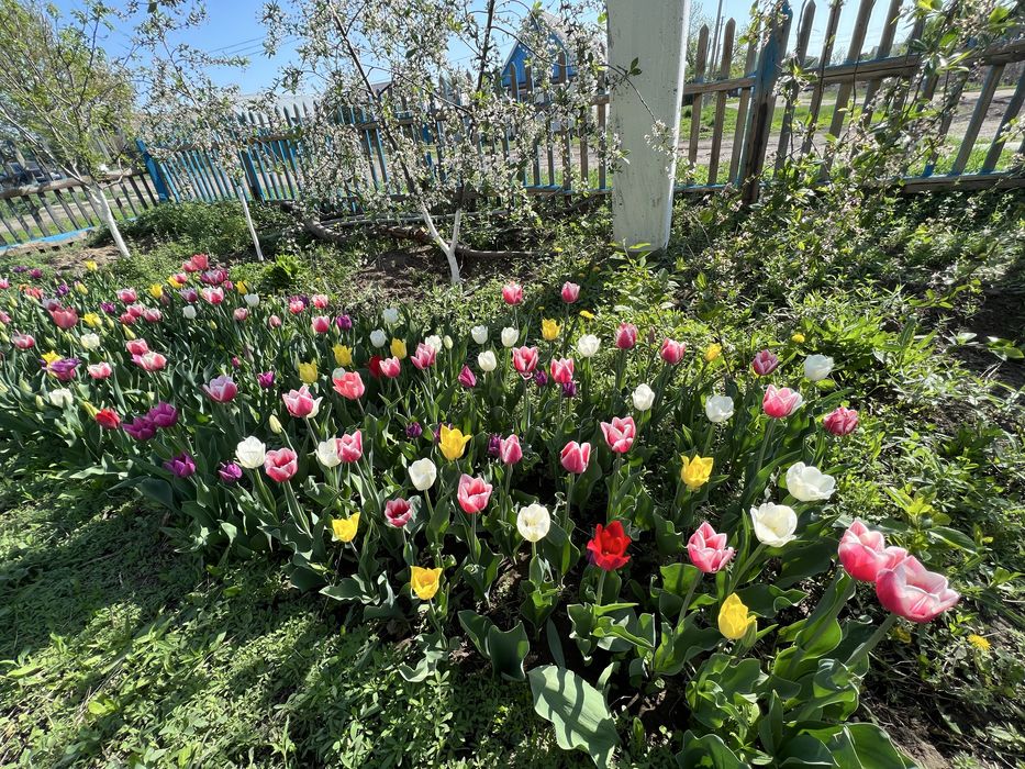 Цветы.Тюльпаны садовые.Айгуль