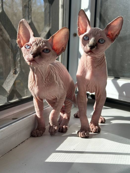 Котята канадского сфинкса