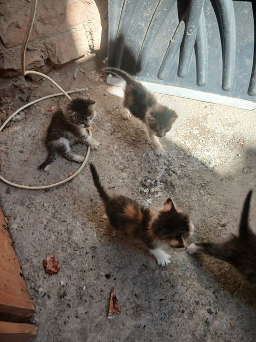 Бесплатно котята