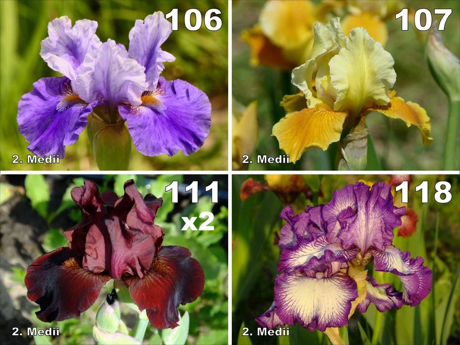 Pachet irisi medii, 12 rizomi