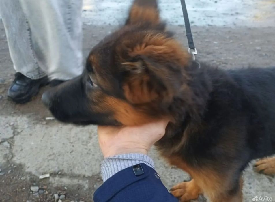 Продам девочку немецкую овчарку