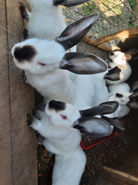 Vând iepuri Urias de Transilvania